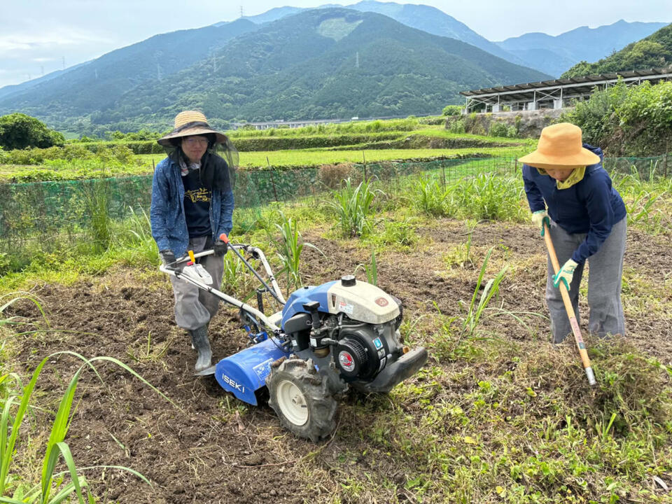 初夏のサトウキビ畑